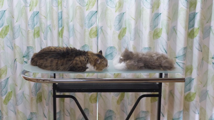 寝ている猫と猫の形の抜け毛の塊