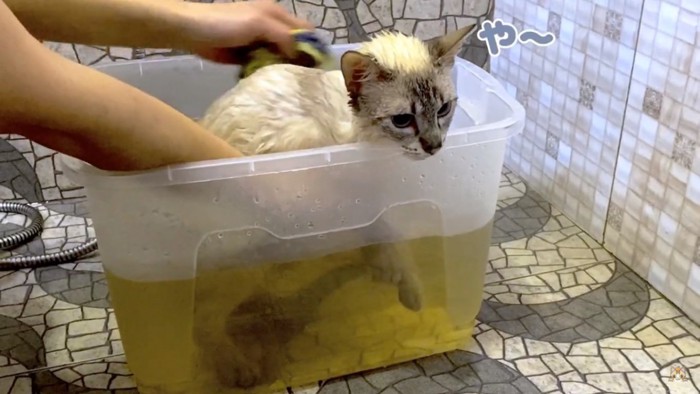 お湯に浸かる子猫