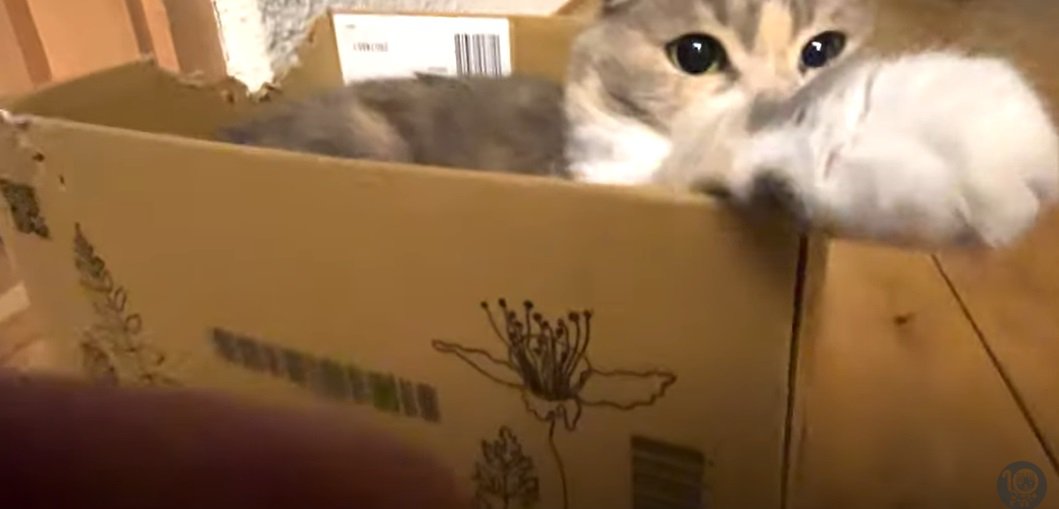 箱の中から前脚を出す猫