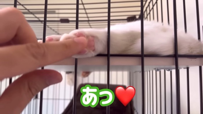 猫の肉球を触る人の手