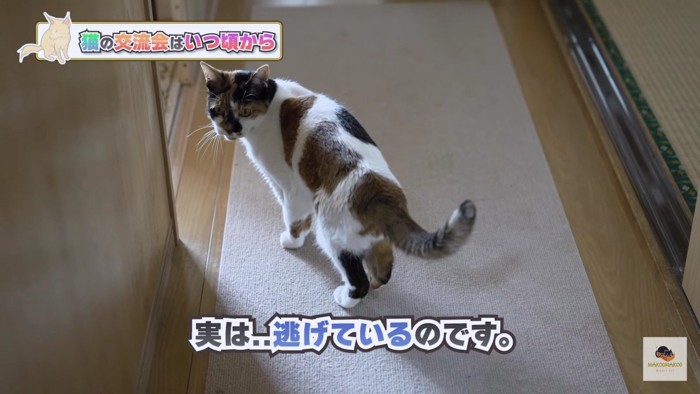 廊下の三毛猫