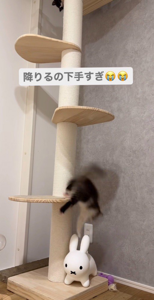 落下する子猫