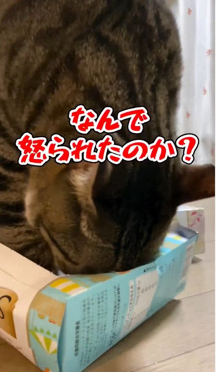 箱に頭を埋める猫