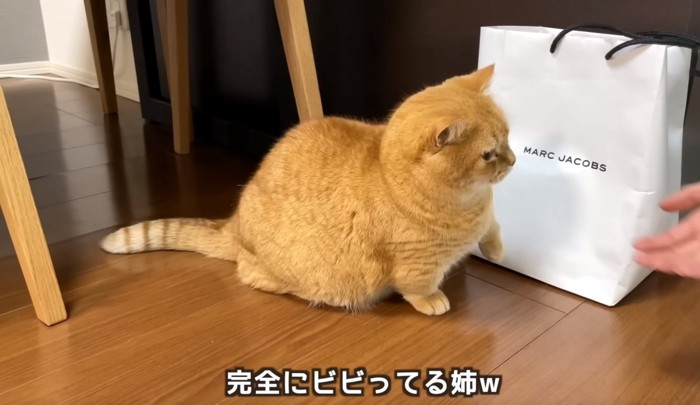 左手を少し上げる猫