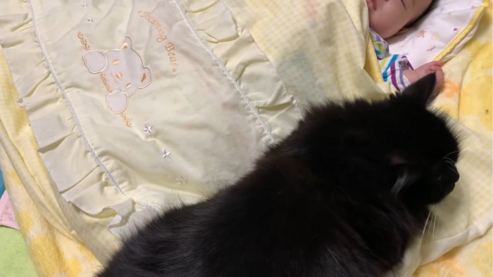 赤ちゃんにくっつく猫