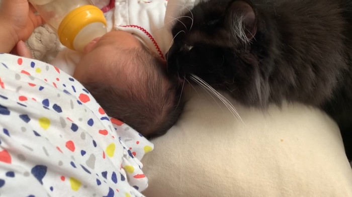 赤ちゃんを嗅ぐ黒猫のアップ