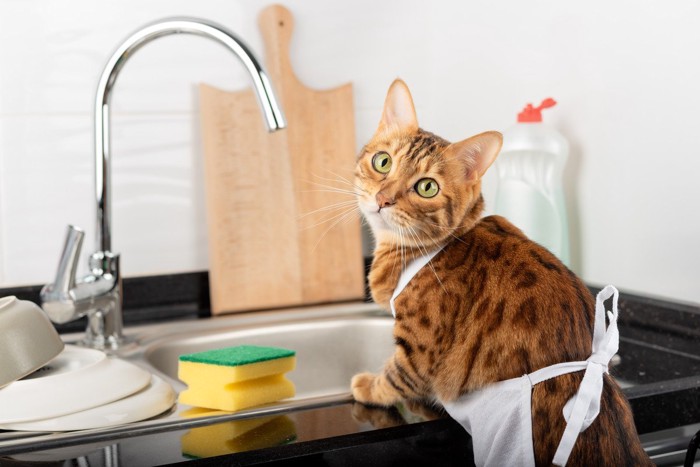キッチンでエプロンをかけている猫