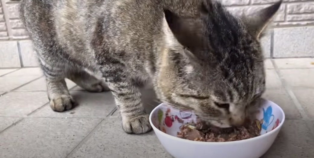 ごはんを食べる猫