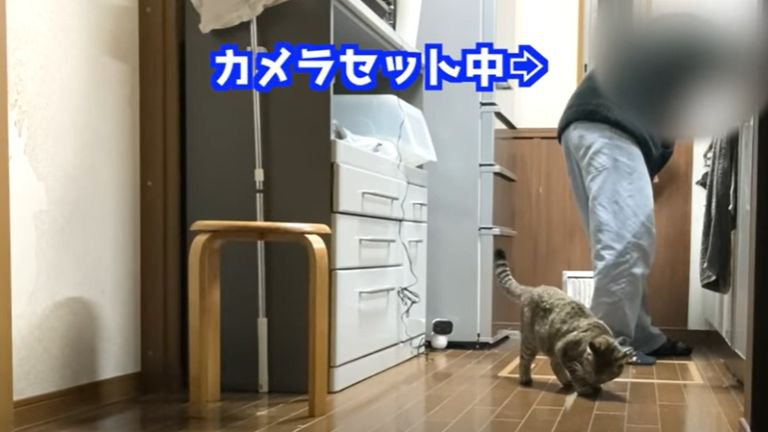 キッチンにいる猫と飼い主