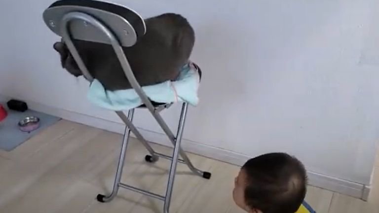 椅子に座る猫に近づく赤ちゃん