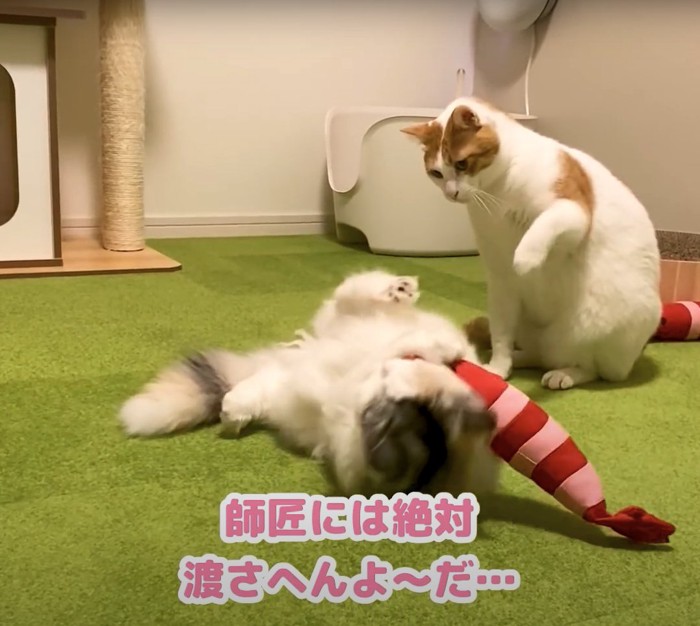 エビで遊んでいる長毛猫に猫パンチしようとしている日本猫