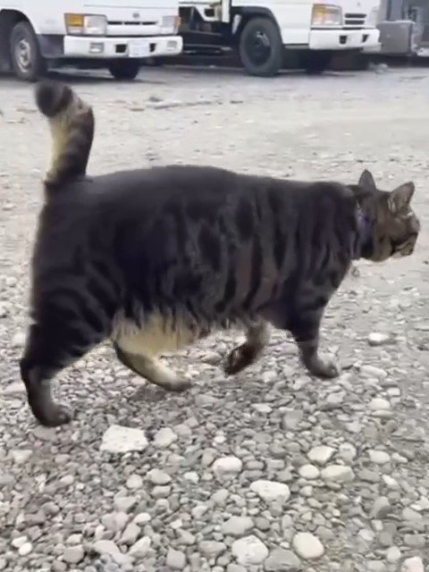 歩く猫