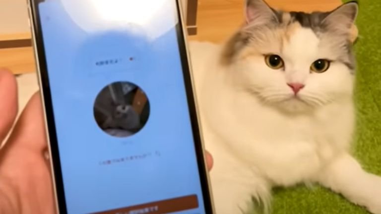 スマホを見つめる猫