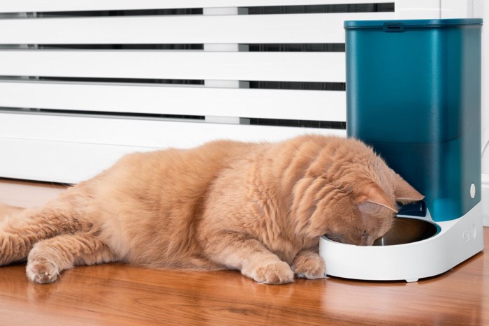 自動給餌器のお皿をのぞく猫