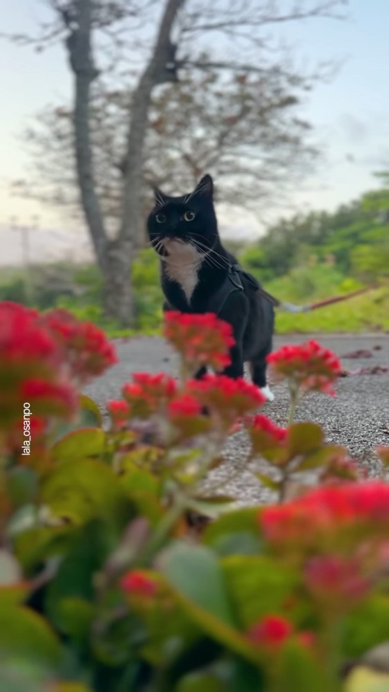 花を見る猫
