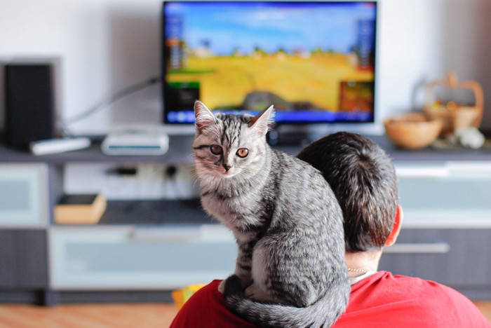 テレビを見ている人の肩に乗る猫