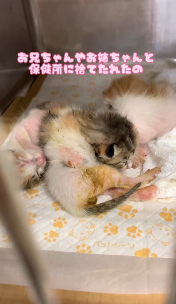 寝ている子猫たち