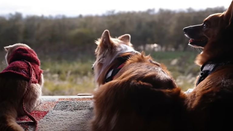 景色を見ている猫と犬