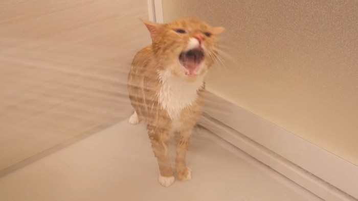 シャワーのお湯に噛み付く猫