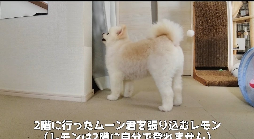 待ち伏せする犬