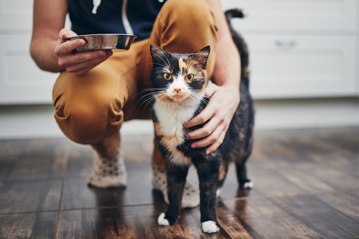 空の皿を持つ飼い主と遊びたそうな猫