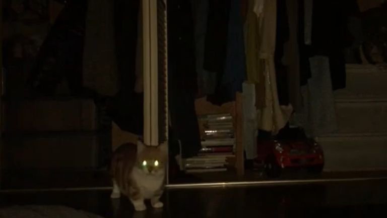 暗闇で目を光らせている猫