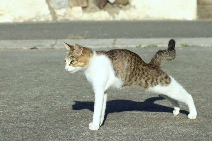 伸びしながら歩く猫