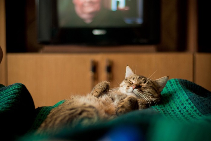 TVのついている部屋で眠っている茶猫