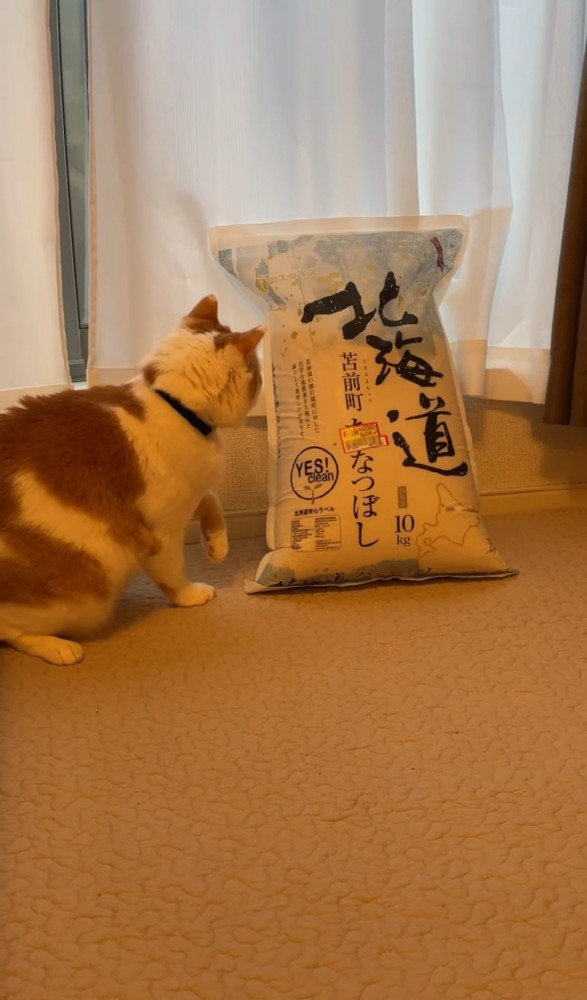 米袋に近寄る猫
