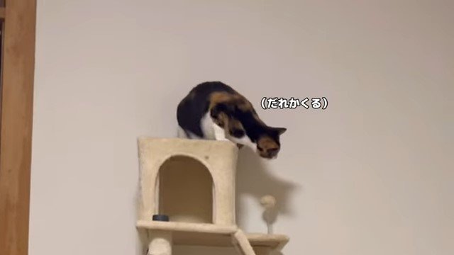 キャットタワーの上で身構える猫