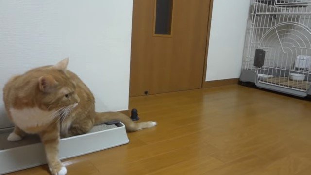 爪とぎの上で振り返る猫