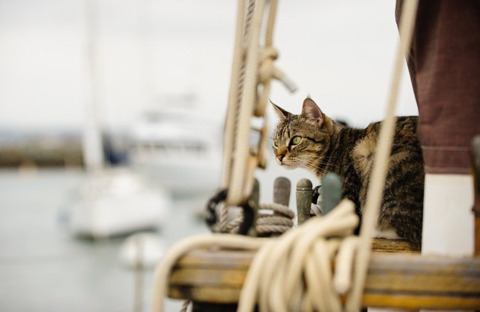 船上にたたずむ猫
