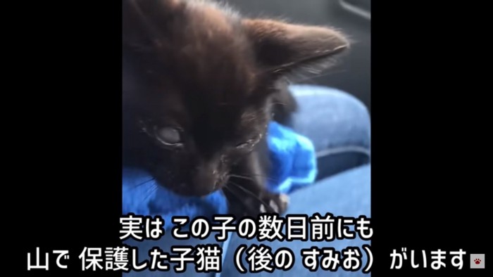 保護された黒猫