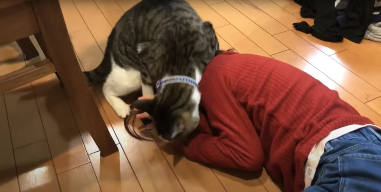 子供の顔に覆いかぶさって手を噛む猫