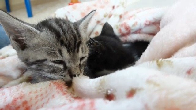 毛布から顔を出す2匹の子猫