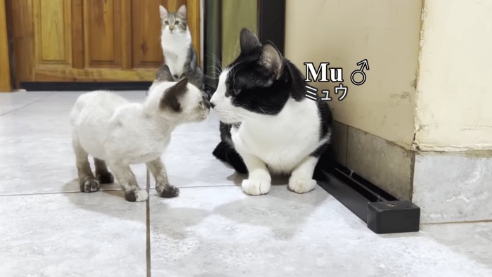 鼻と鼻をつける子猫と成猫