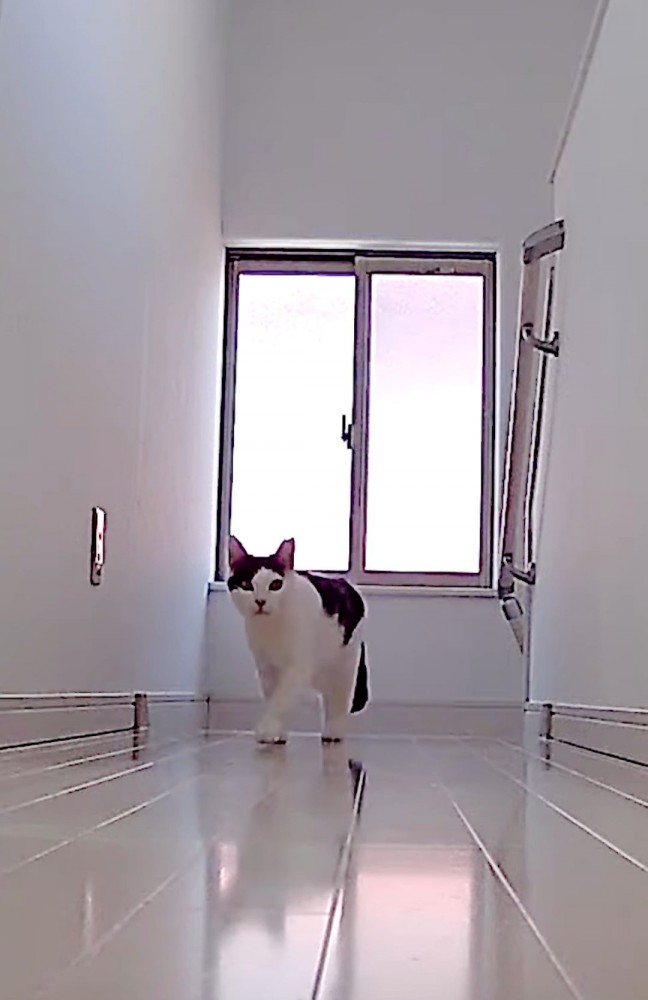 階段を上って来た猫