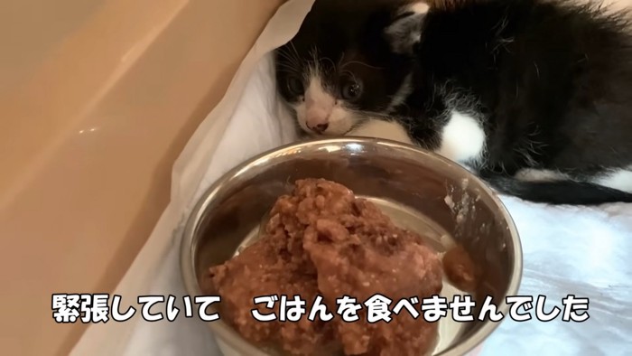 食器と子猫