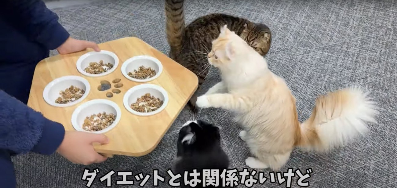 5つのお皿が入った台を見つめる3匹の猫たち