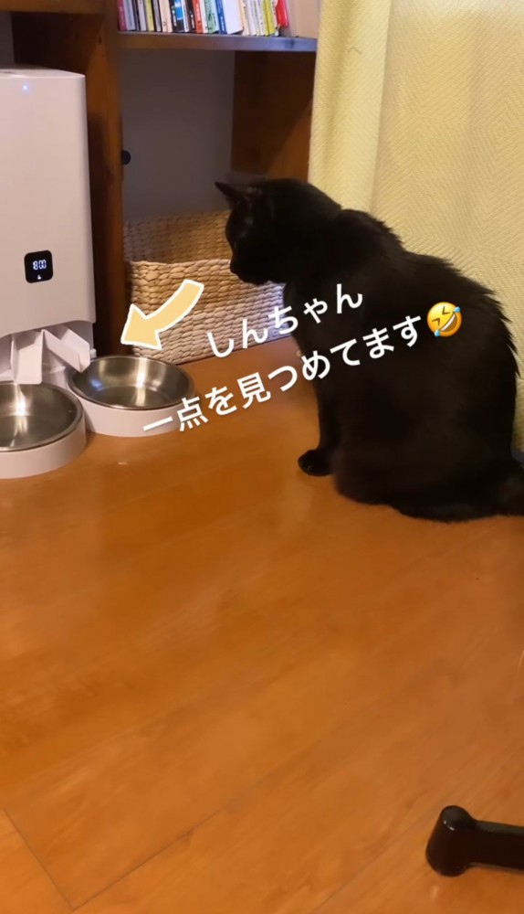 お皿をじっと見つめる黒猫
