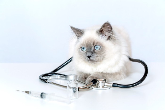 聴診器をかける猫