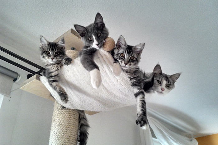 タワーの上から見下ろす猫たち
