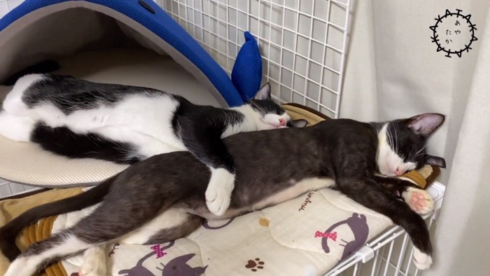 並んで抱きしめるように寝る猫2匹