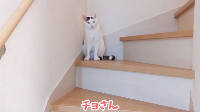 階段に座る白い猫