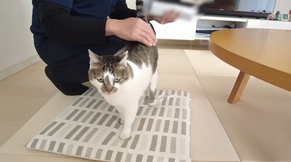 腰の辺りを撫でられている猫