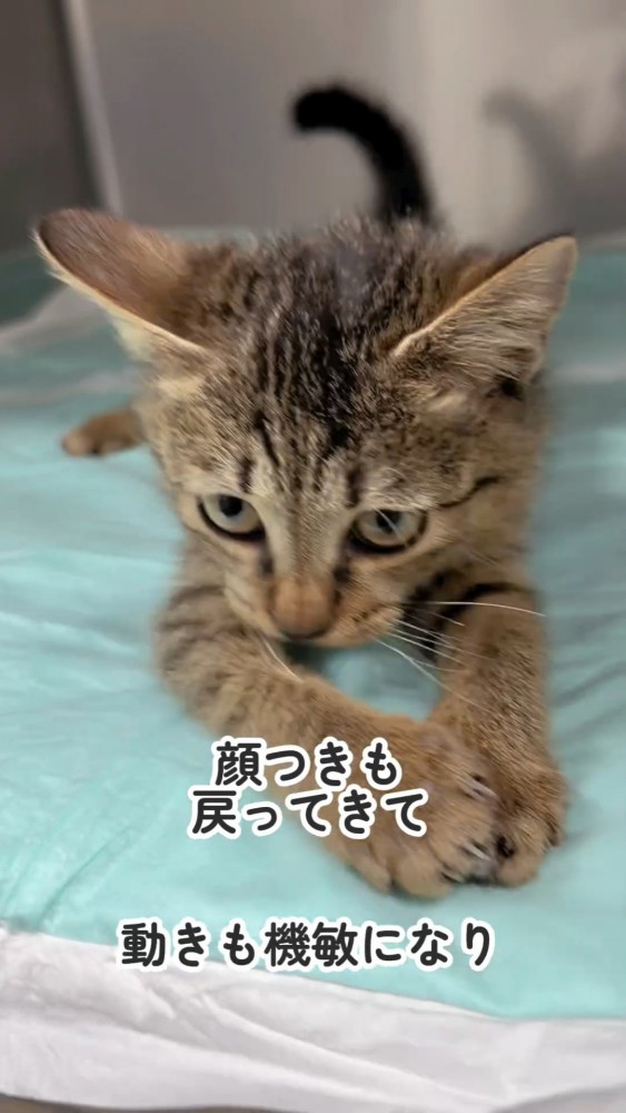 おもちゃで遊ぶ子猫