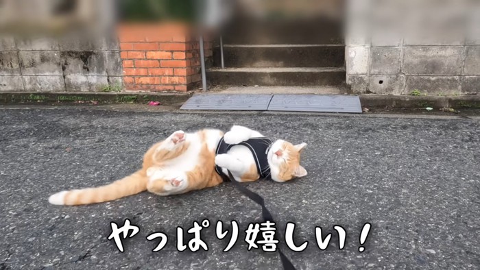 仰向けで目を閉じる猫