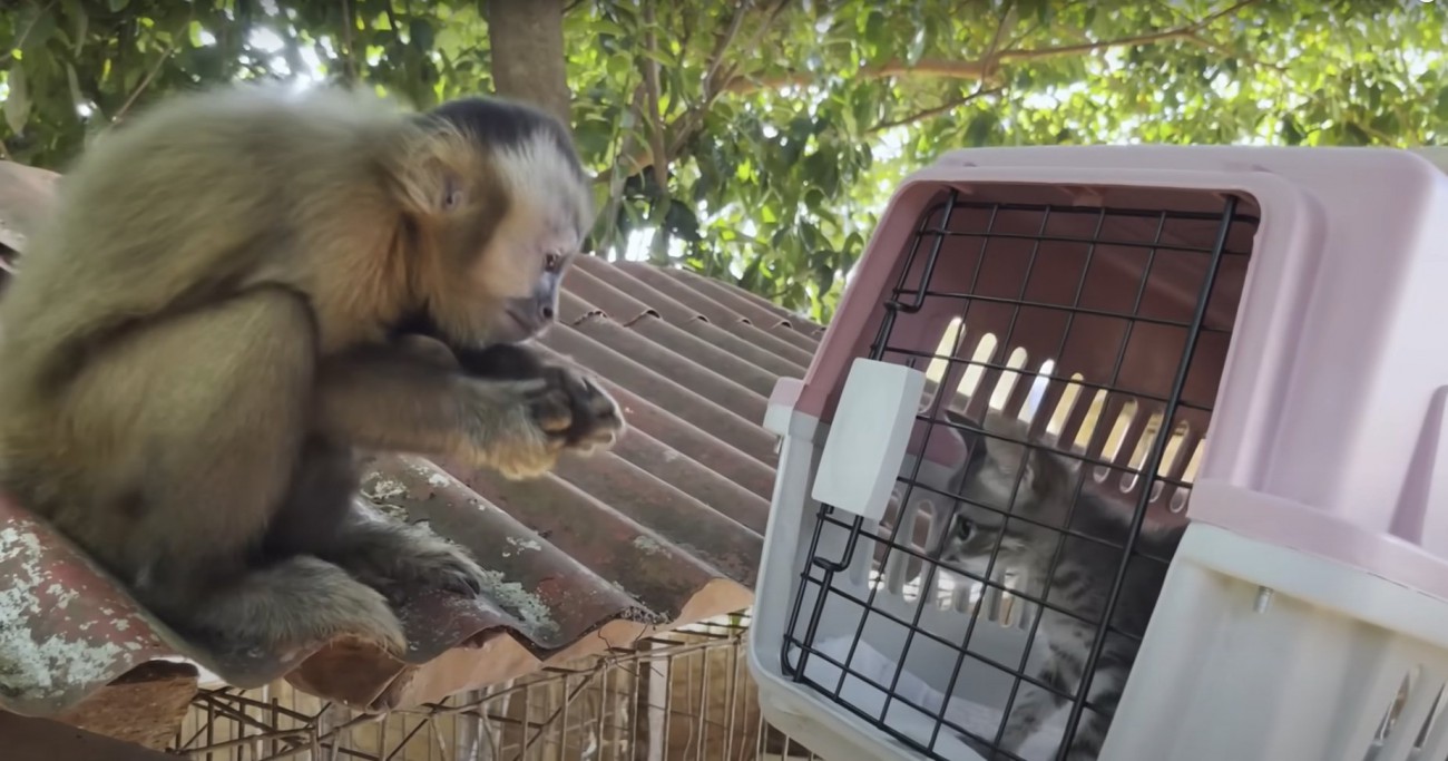 クレート越しに対面する小猿と子猫