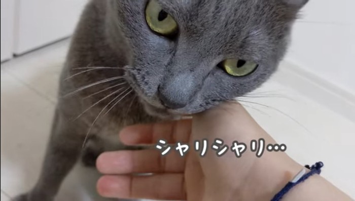 指を咥える猫