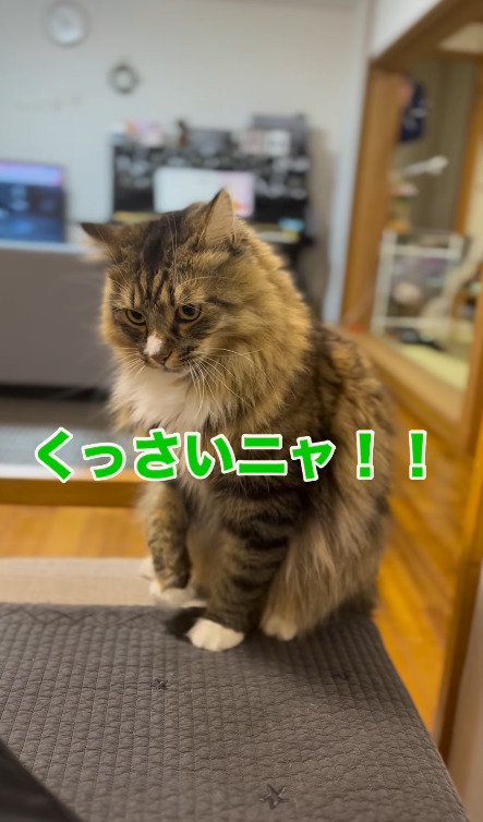 完全に怒ってる猫